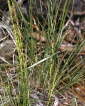 Achnatherum occidentale ssp. californicum