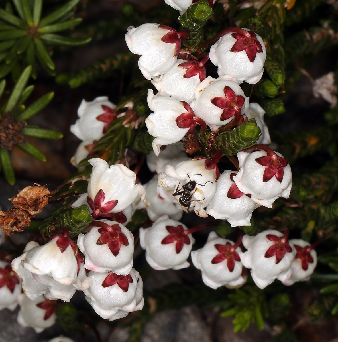 Cassiope mertensiana