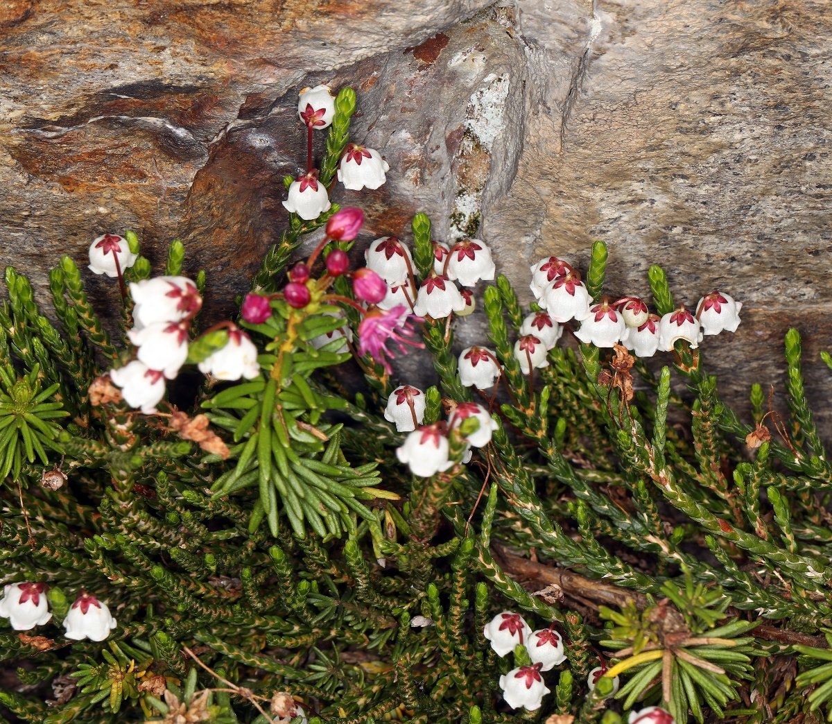 Cassiope mertensiana