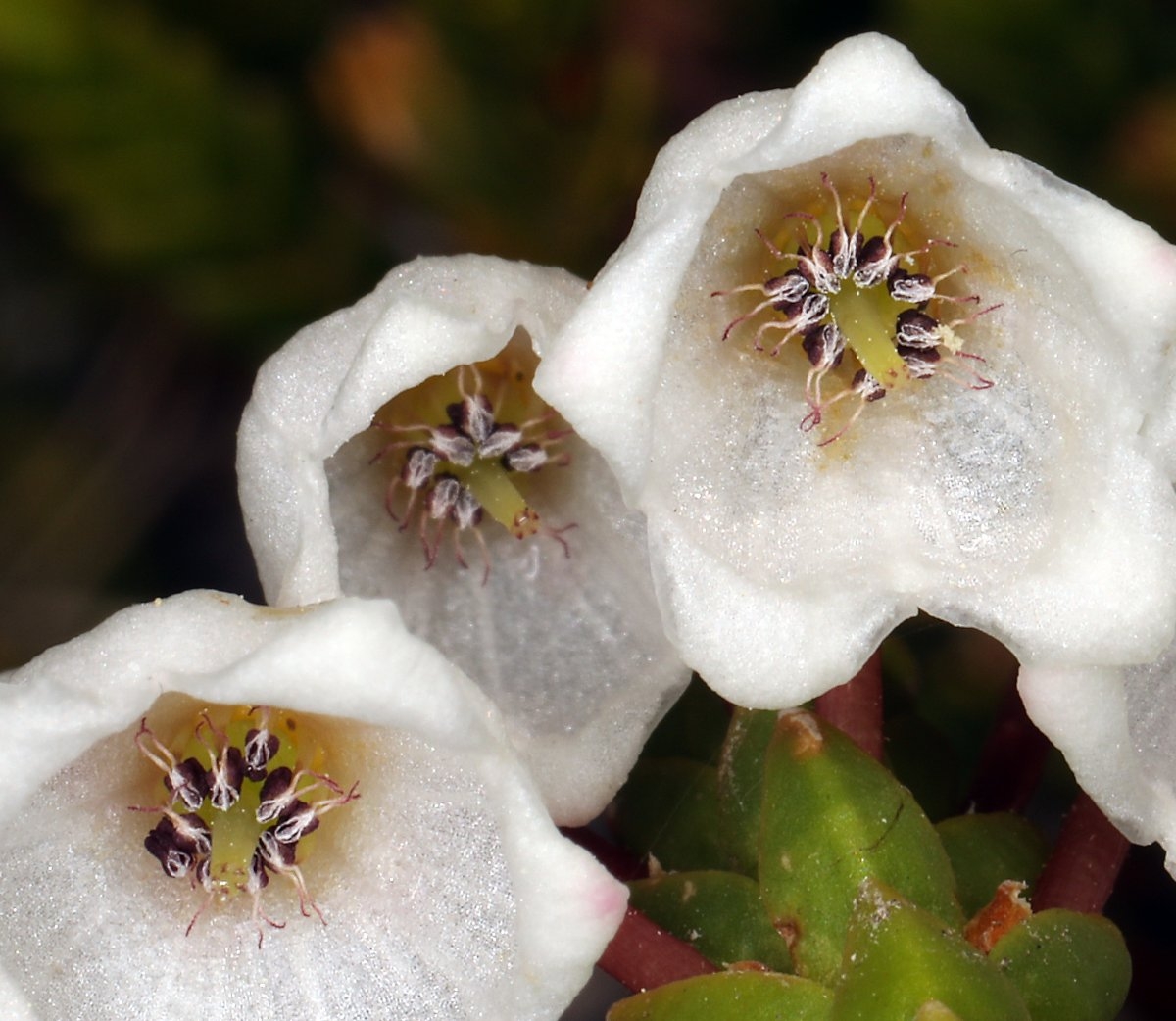 Cassiope mertensiana