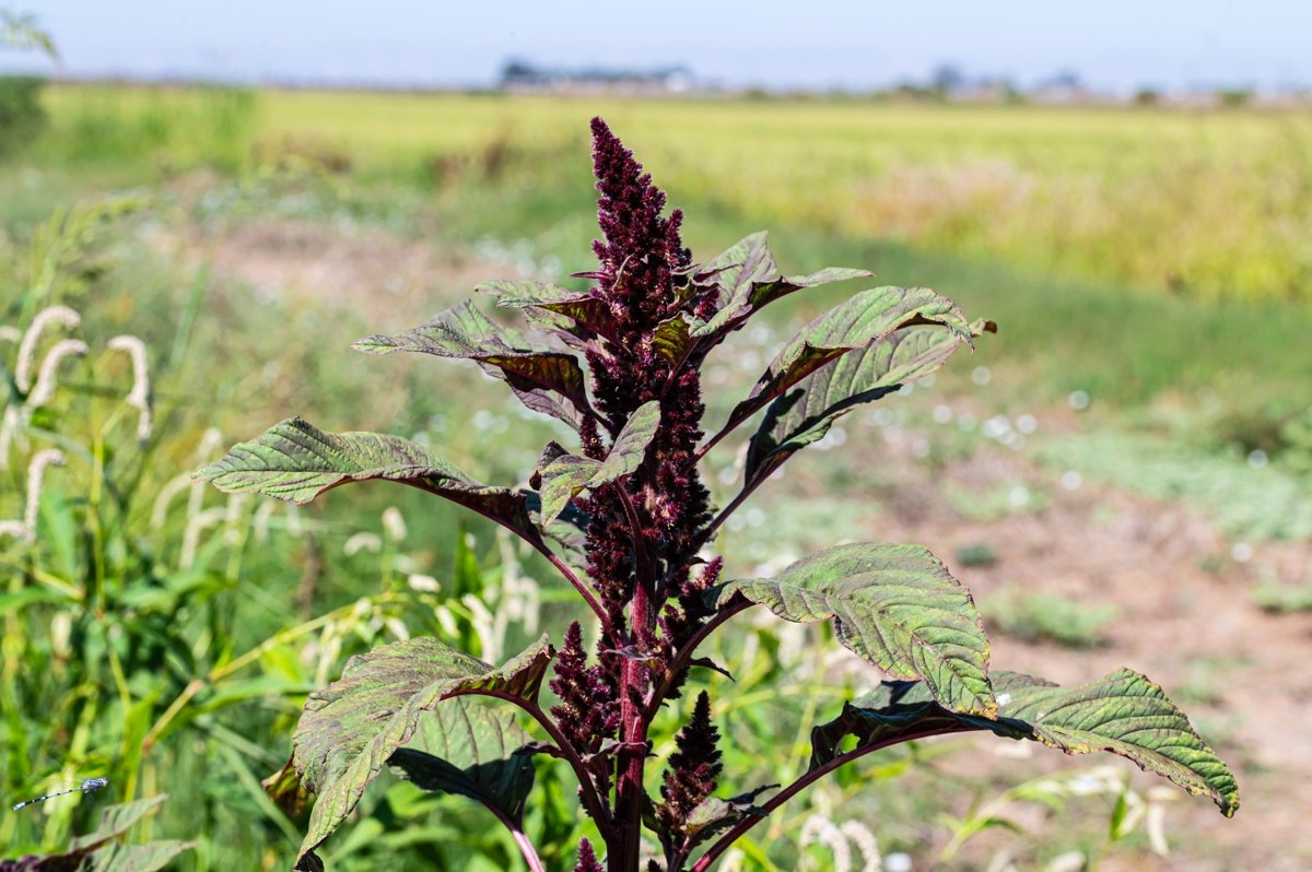 Amaranthus cruentus