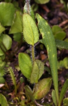 Veronica wormskjoldii