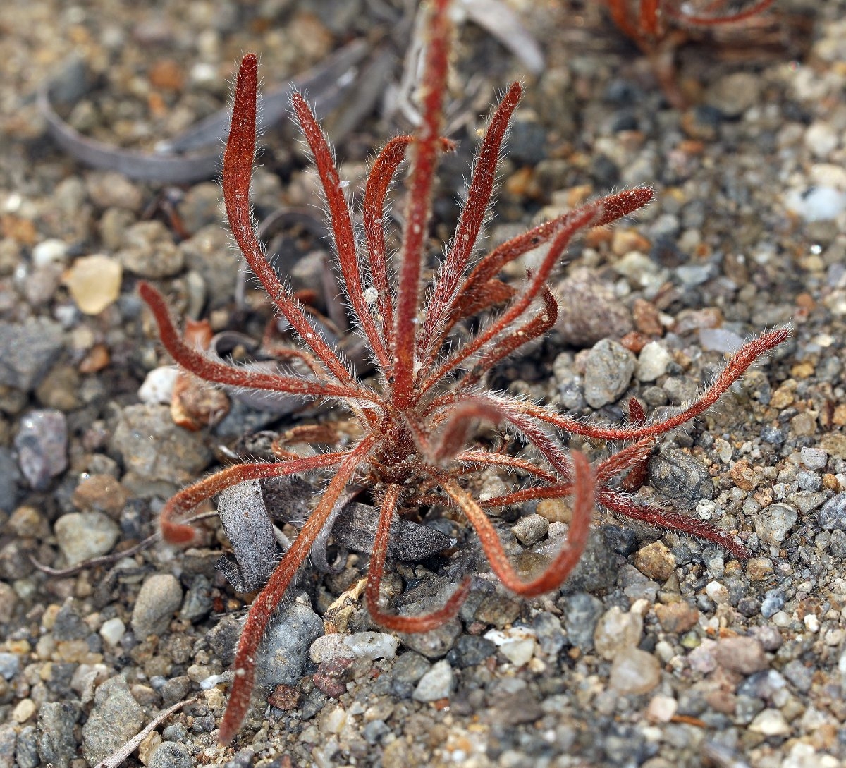 Eriogonum spergulinum var. reddingianum