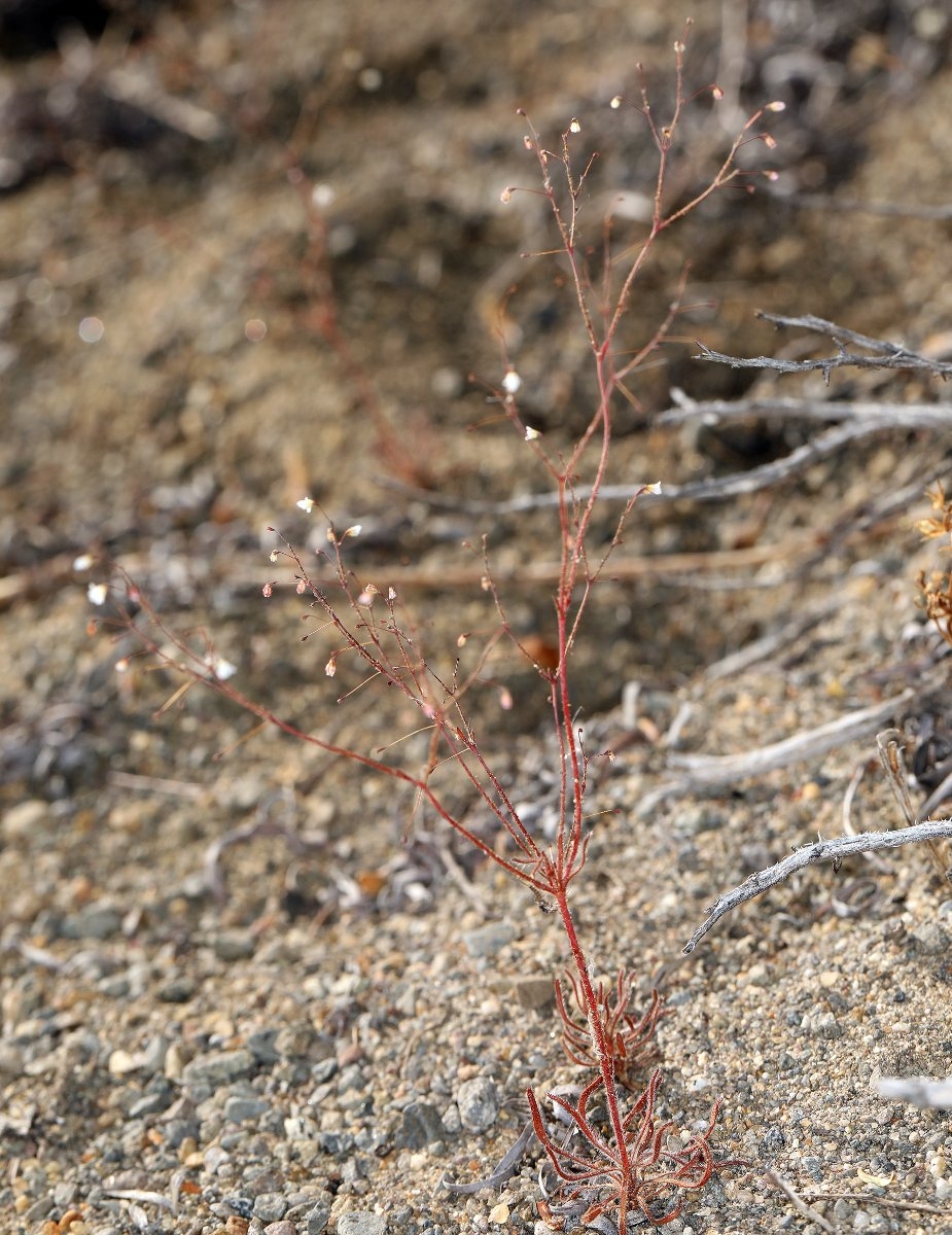 Eriogonum spergulinum var. reddingianum