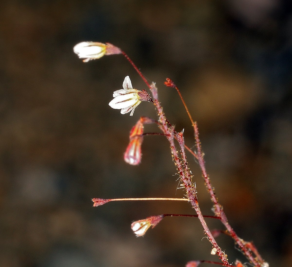 Eriogonum spergulinum var. reddingianum