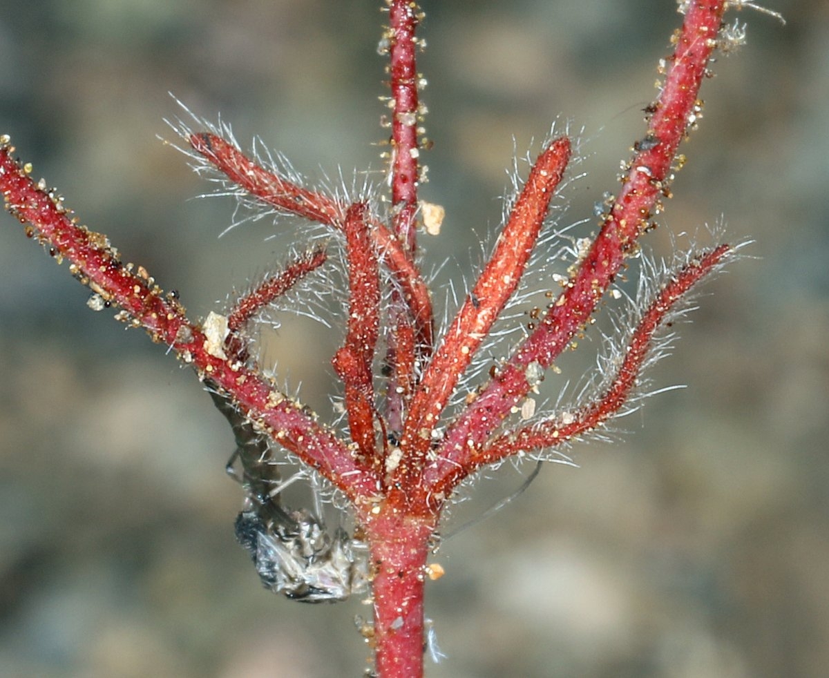 Eriogonum spergulinum var. reddingianum