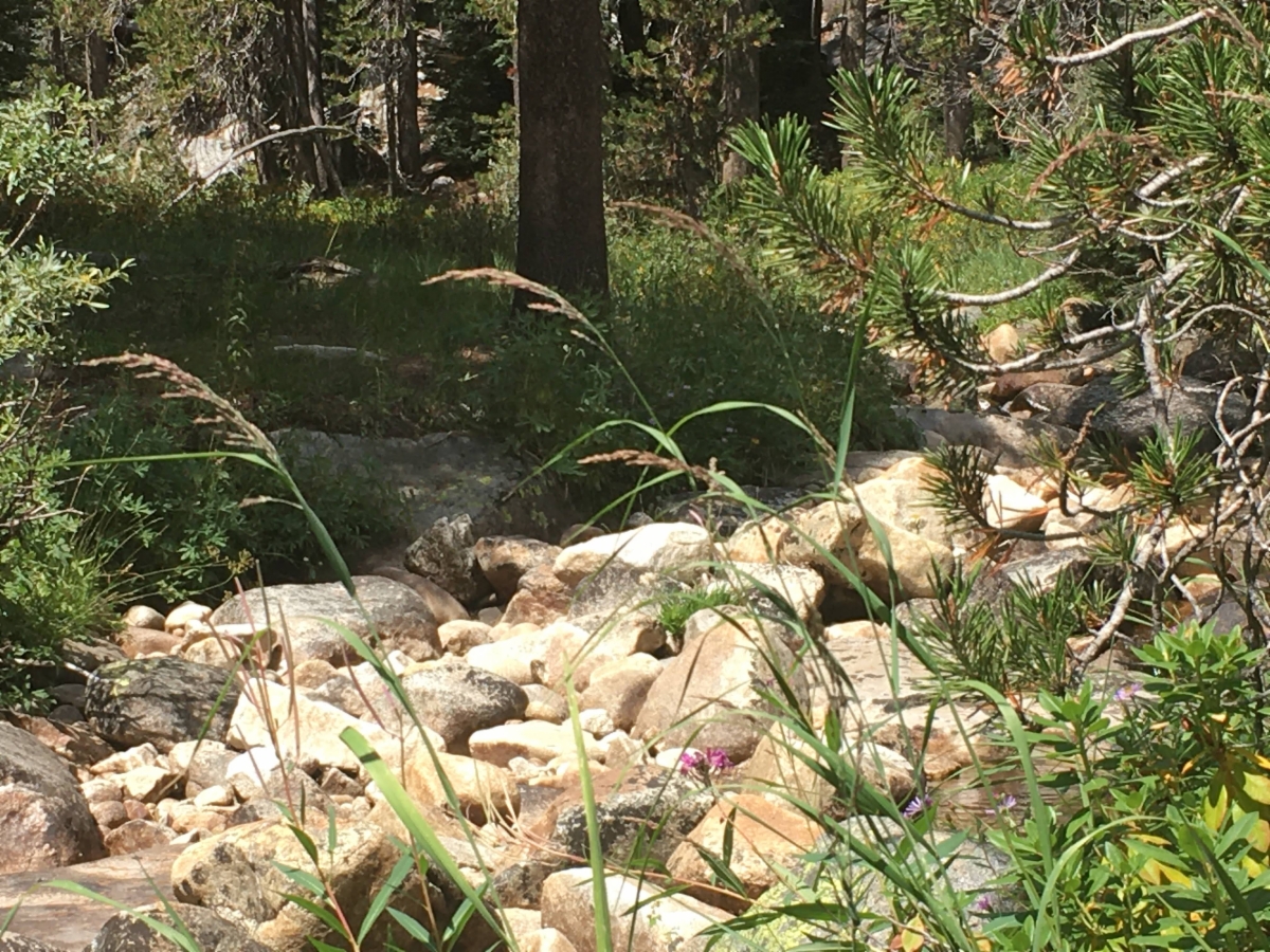 Calamagrostis canadensis