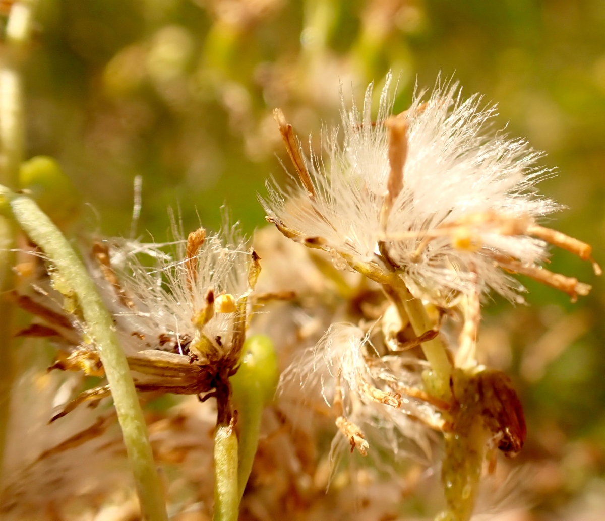 Senecio hydrophilus