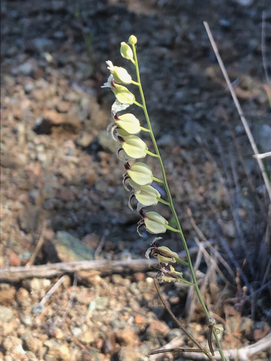 Streptanthus glandulosus ssp. secundus