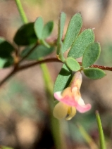 Lotus micranthus