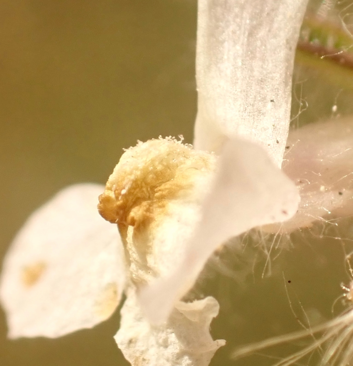 Antirrhinum leptaleum