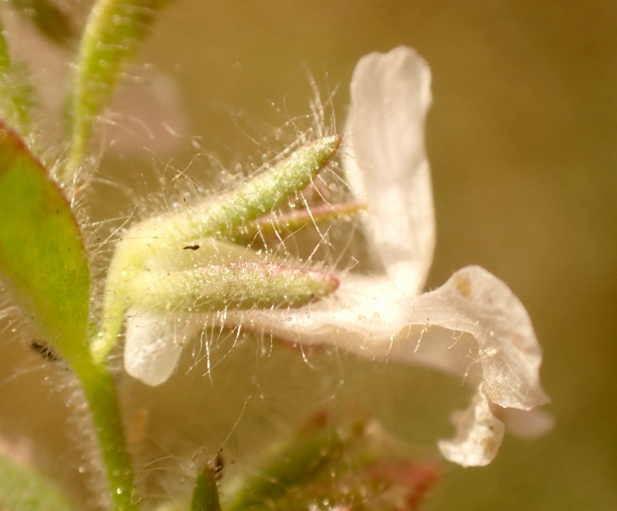 Antirrhinum leptaleum