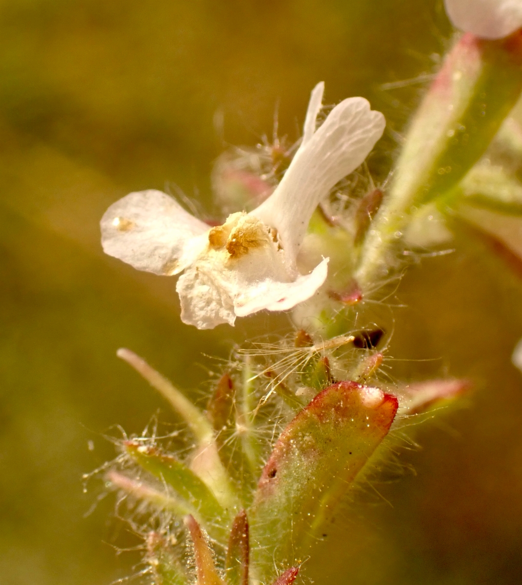 Antirrhinum leptaleum