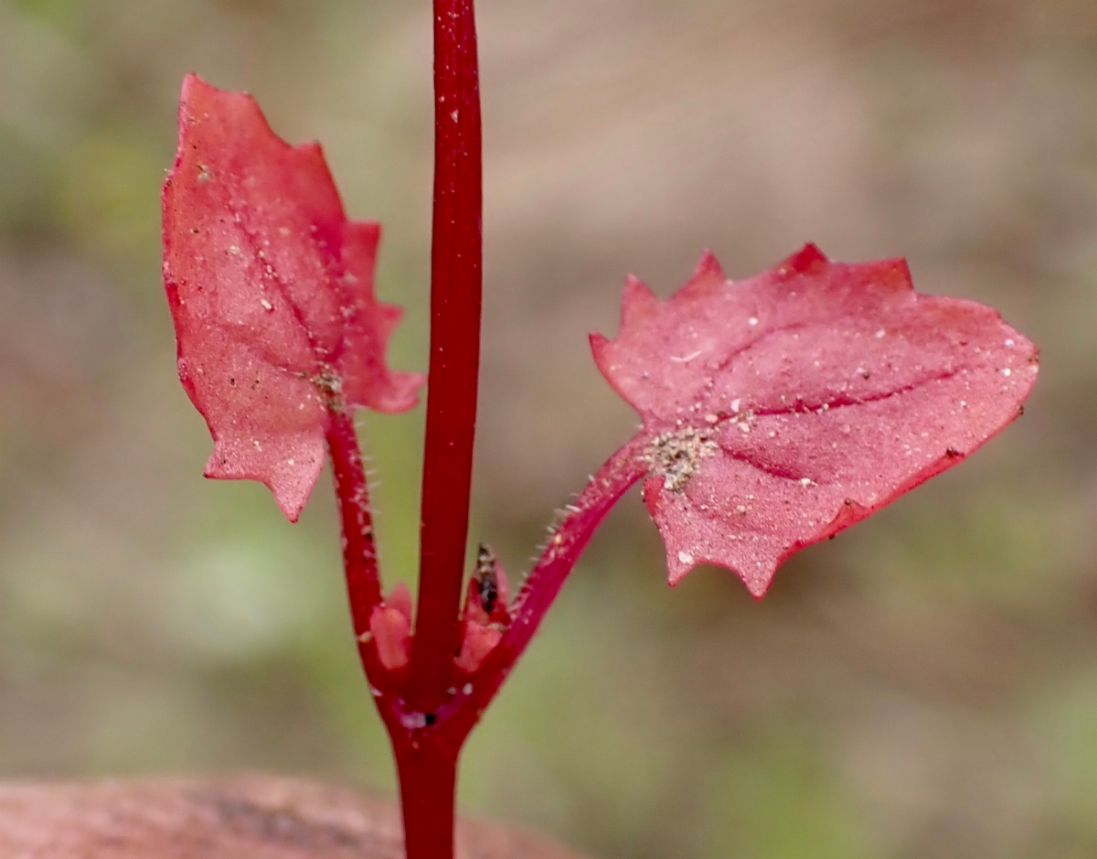 Erythranthe inconspicua