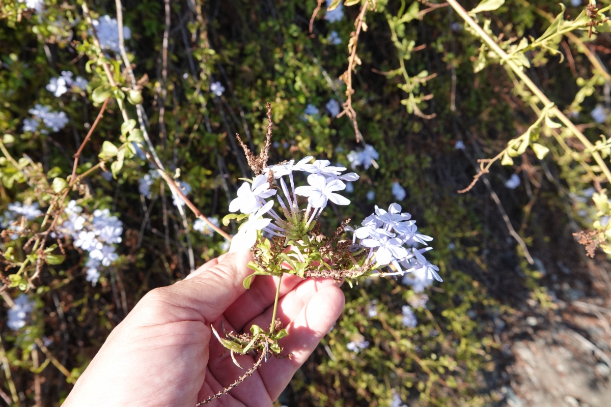 Plumbago auriculata