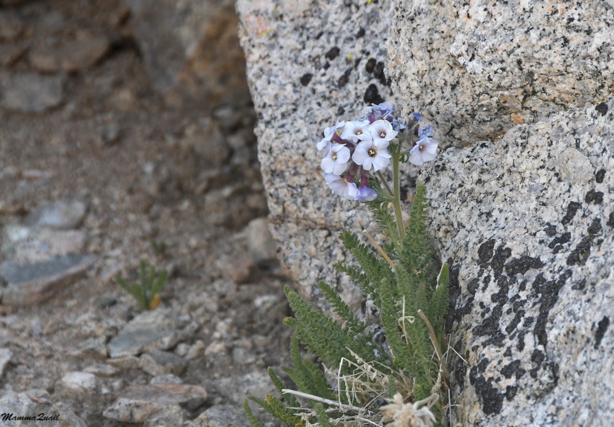 Polemonium eximium