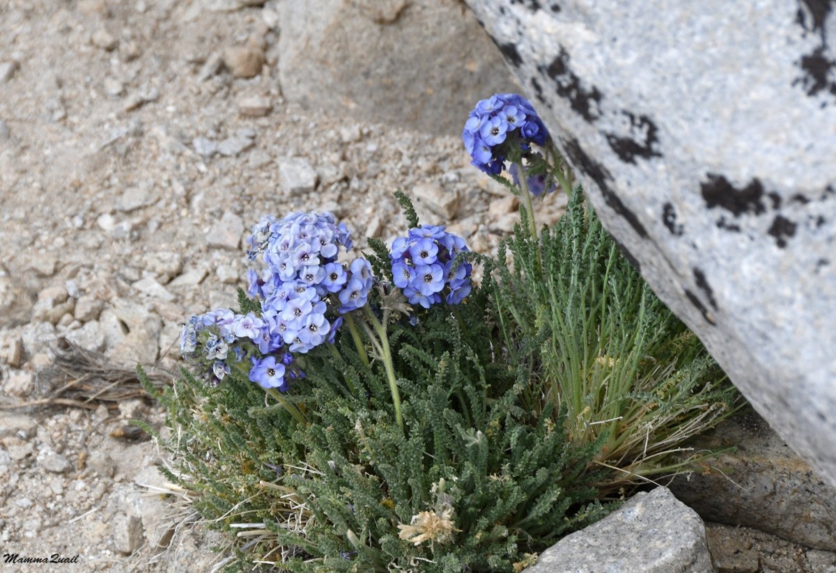 Polemonium eximium