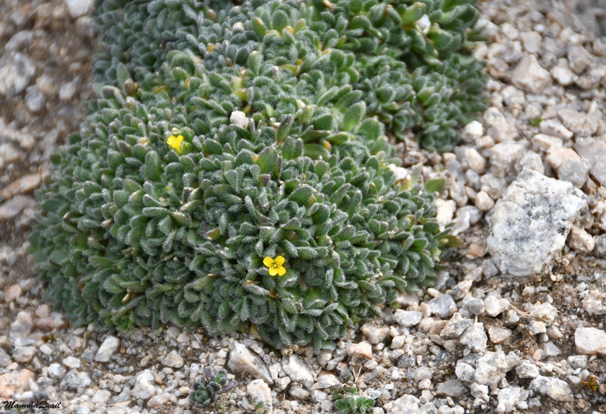 Draba oligosperma