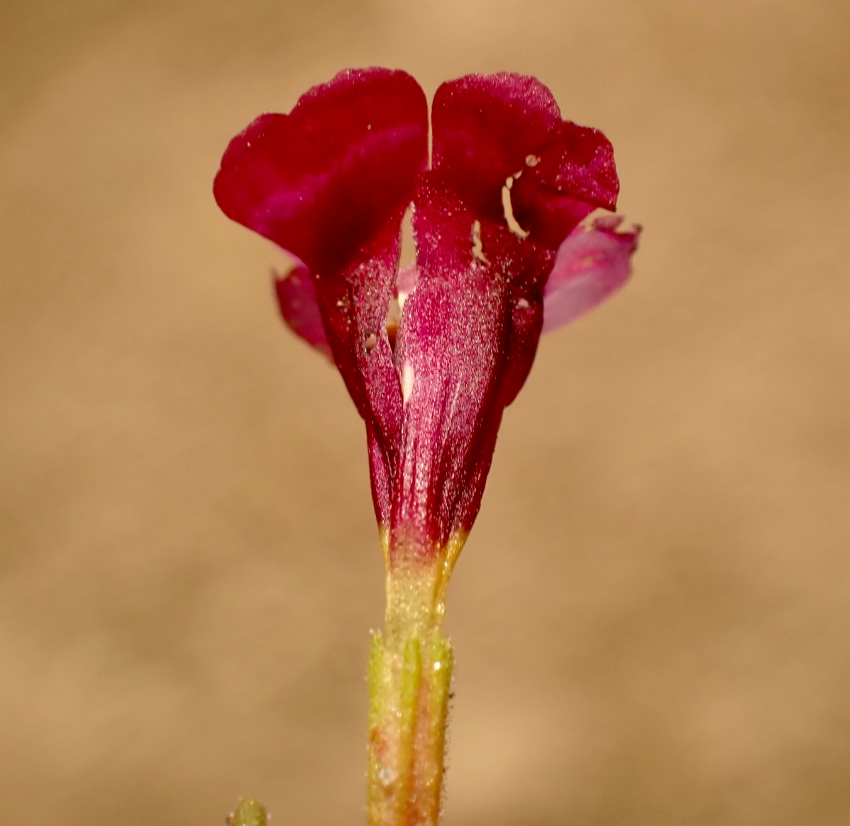 Erythranthe discolor