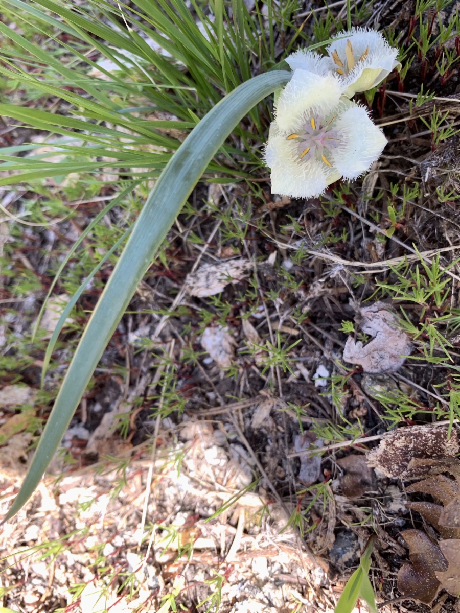 Calochortus elegans