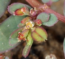 Euphorbia serpyllifolia