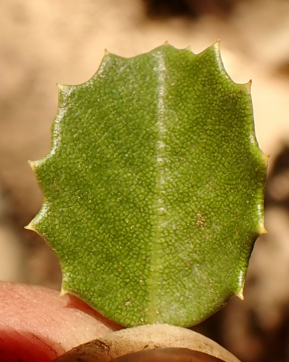 Ceanothus pinetorum