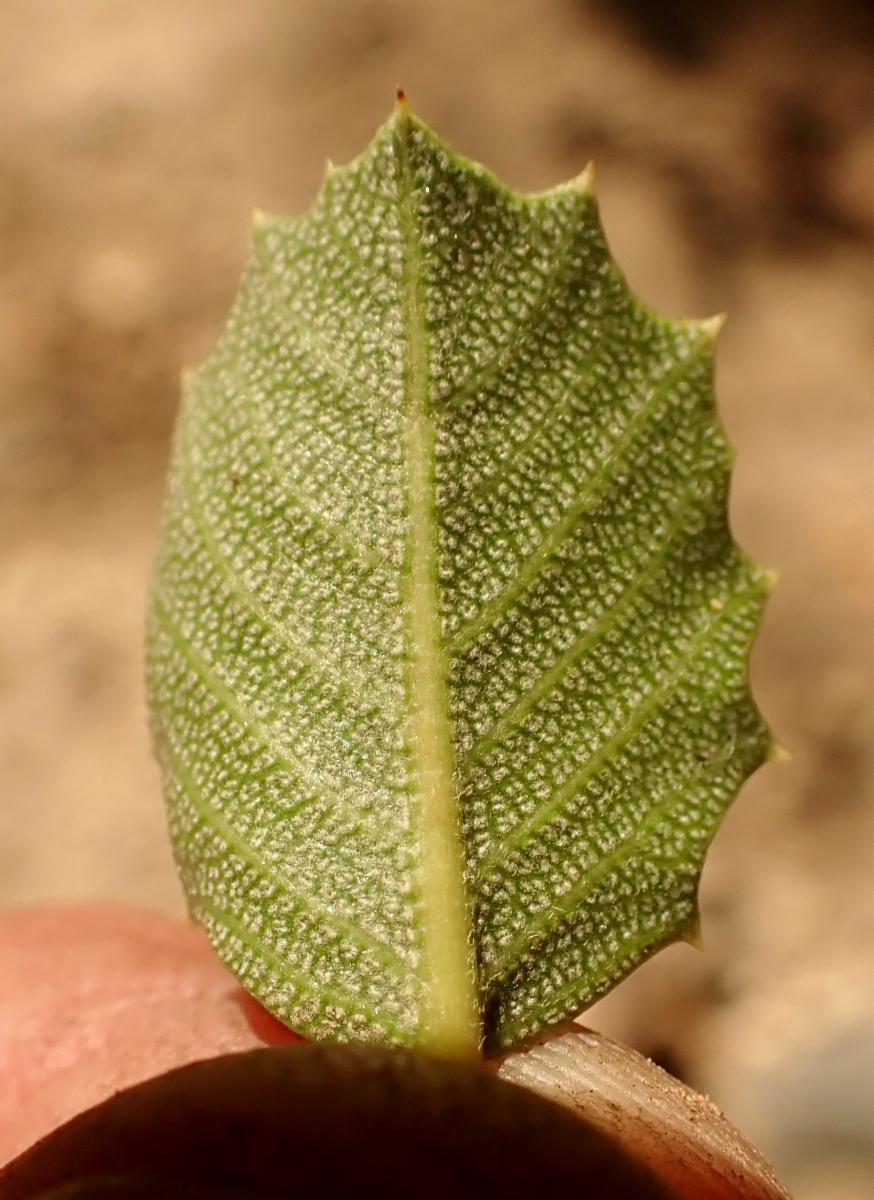 Ceanothus pinetorum