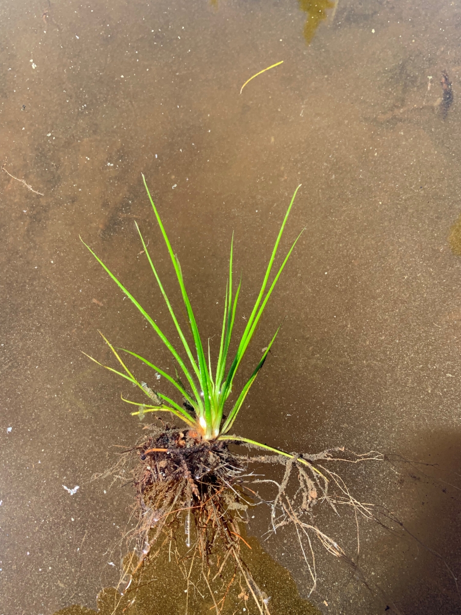 Isoetes bolanderi