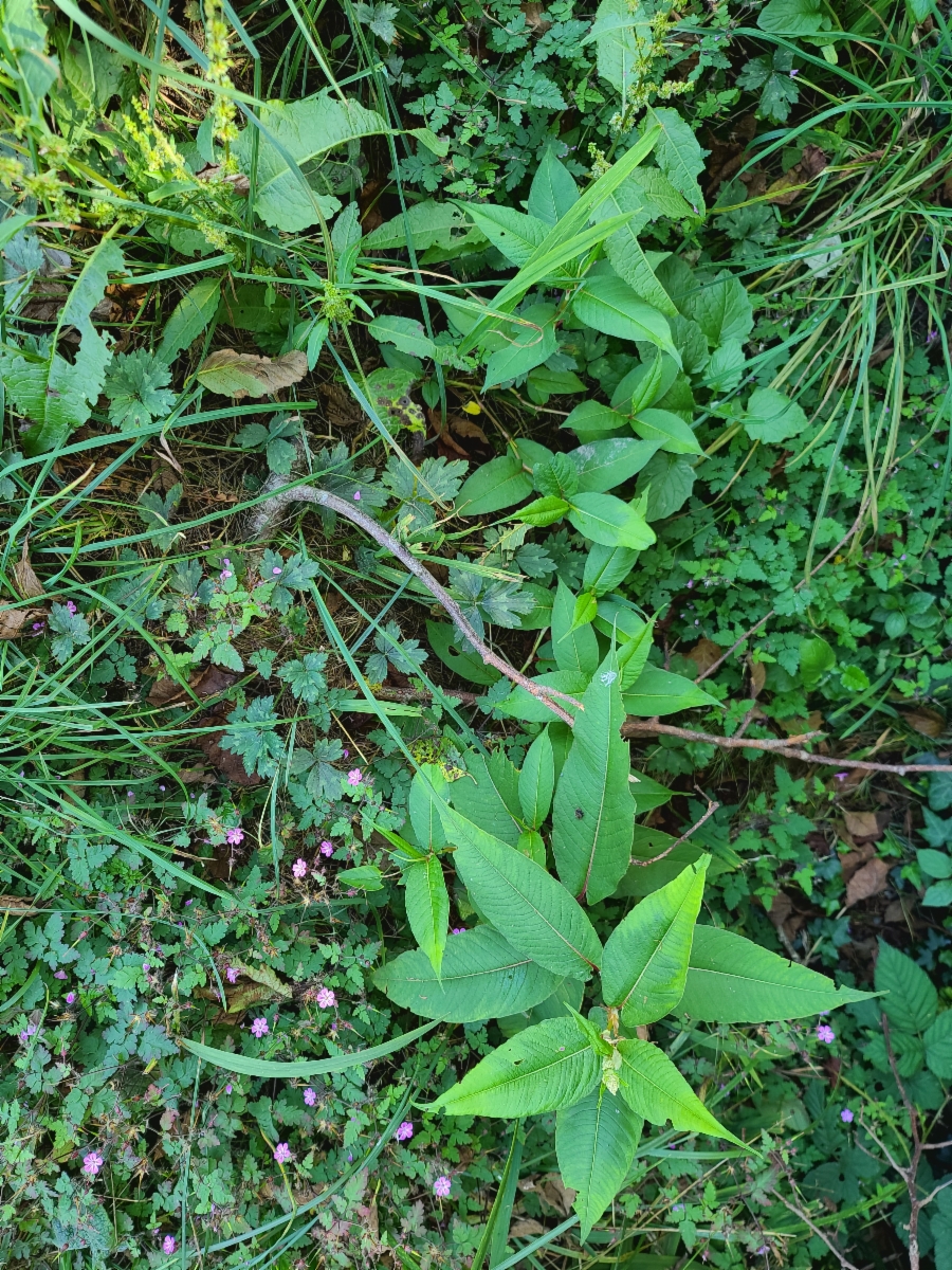 Persicaria wallichii