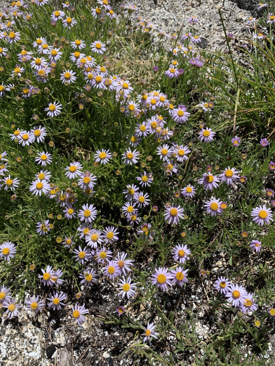 Erigeron klamathensis