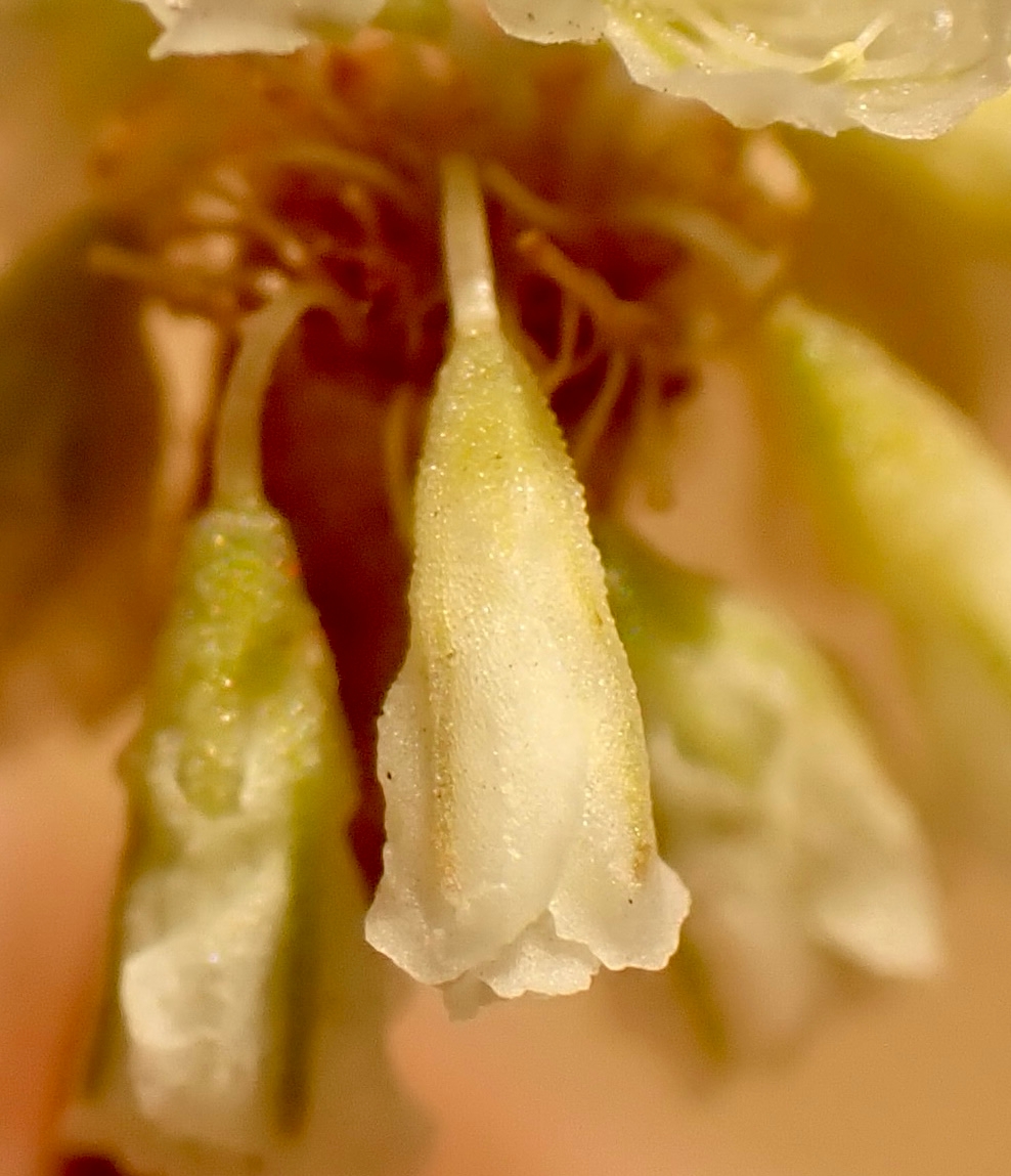 Eriogonum roseum
