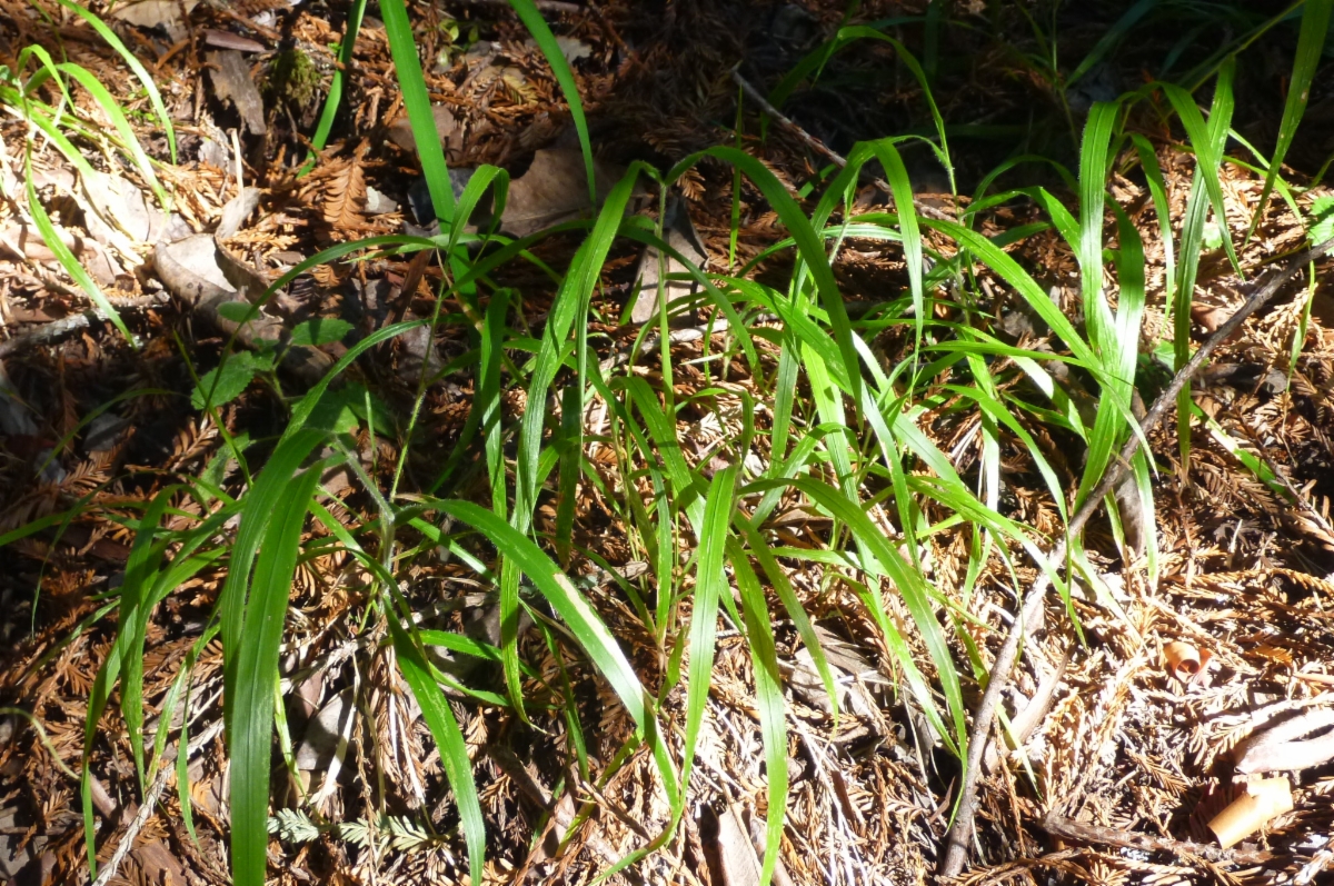 Brachypodium sylvaticum