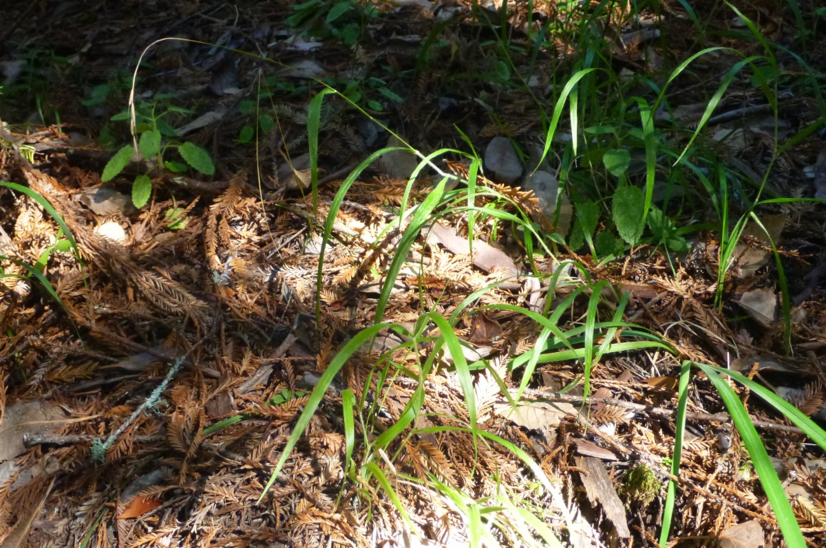 Brachypodium sylvaticum