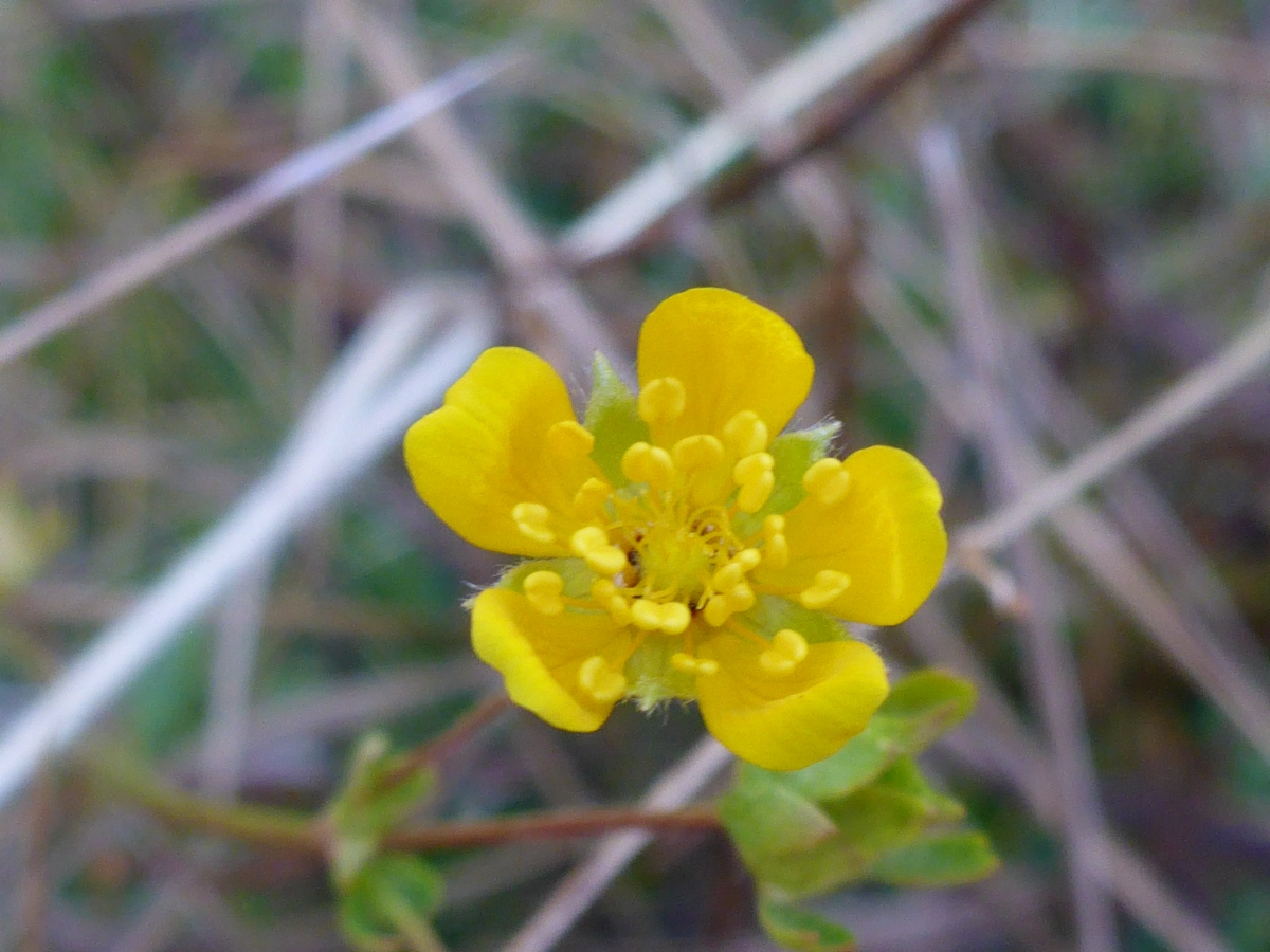 Potentilla flabellifolia