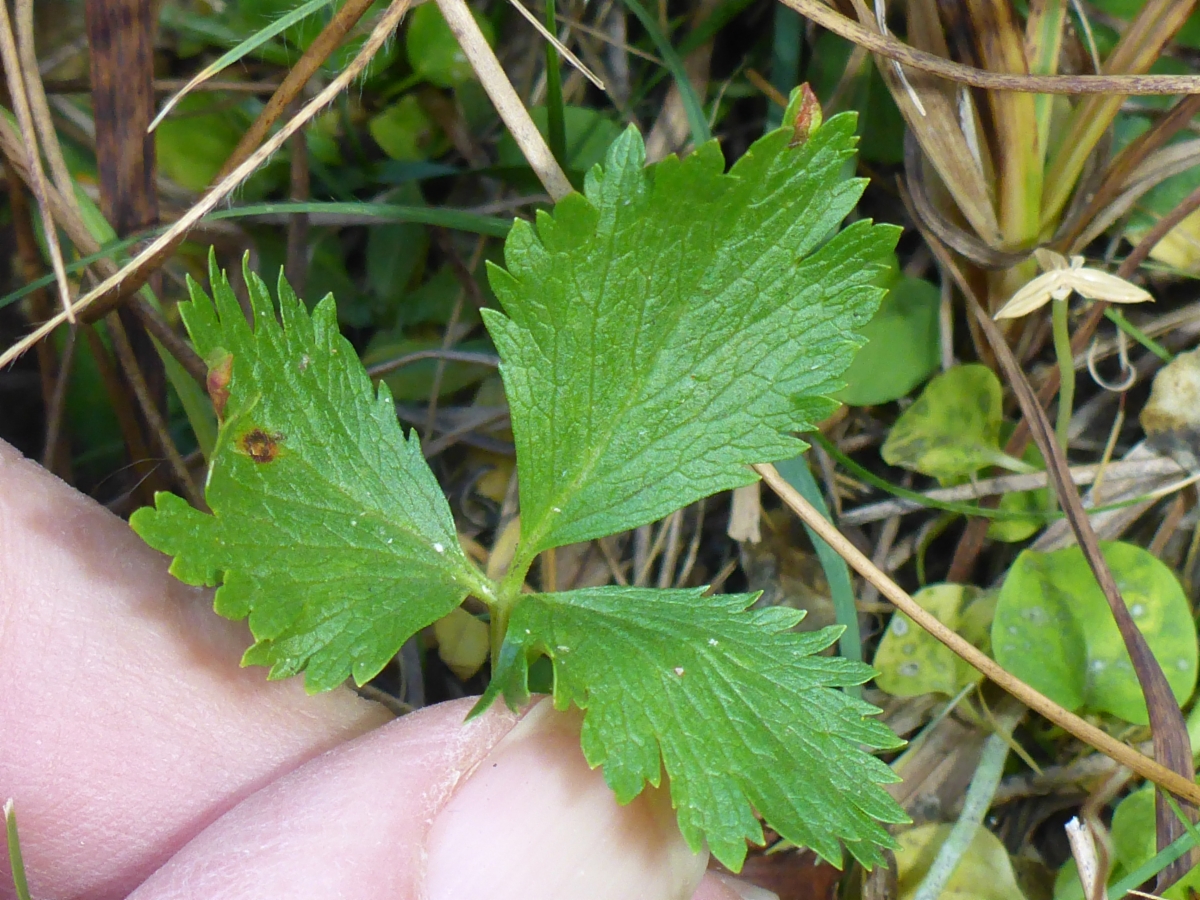 Potentilla flabellifolia