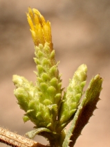 Haplopappus squarrosus ssp. grindelioides