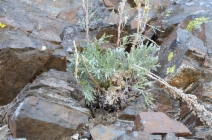 Artemisia campestris ssp. borealis var. scouleriana