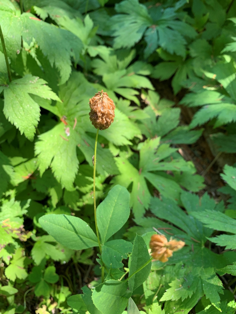 Trifolium howellii