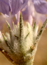 Eriastrum densifolium ssp. austromontanum