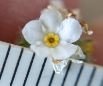 Cryptantha decipiens