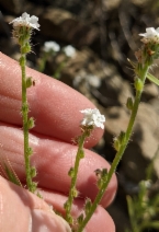 Cryptantha decipiens