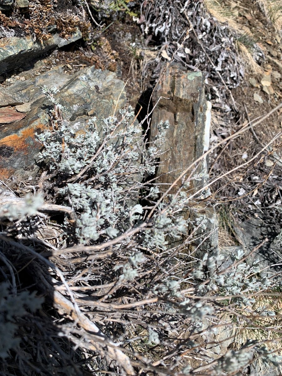 Artemisia arbuscula ssp. arbuscula