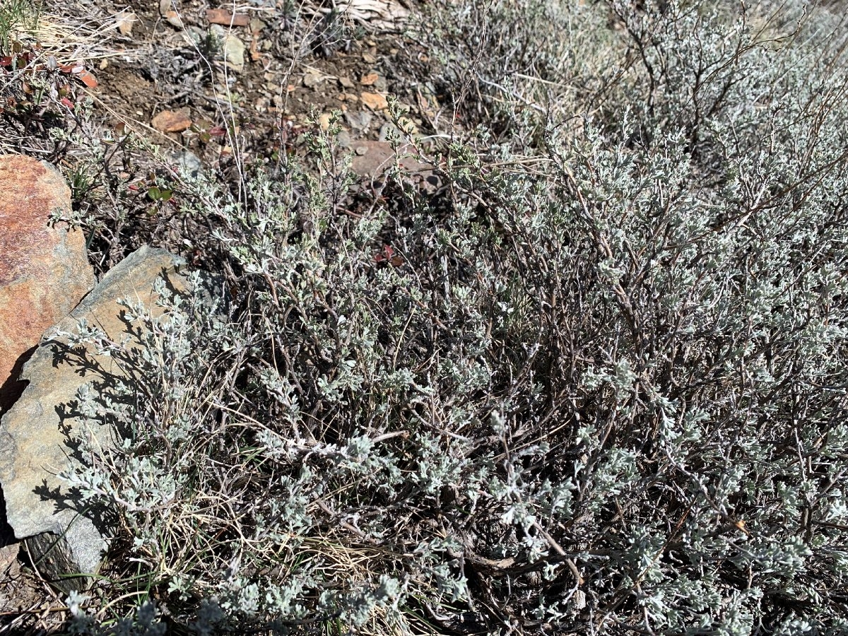 Artemisia arbuscula ssp. arbuscula
