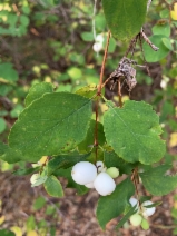 Symphoricarpos mollis