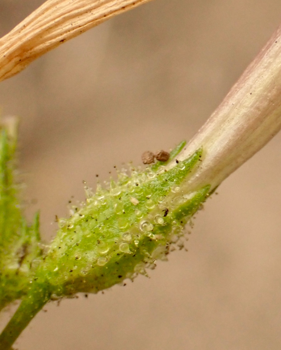 Nicotiana attenuata