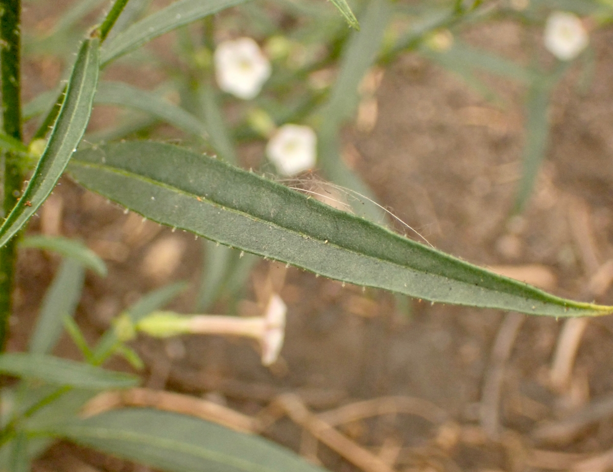 Nicotiana attenuata