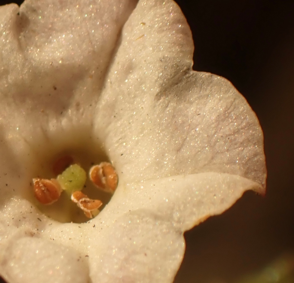 Nicotiana attenuata