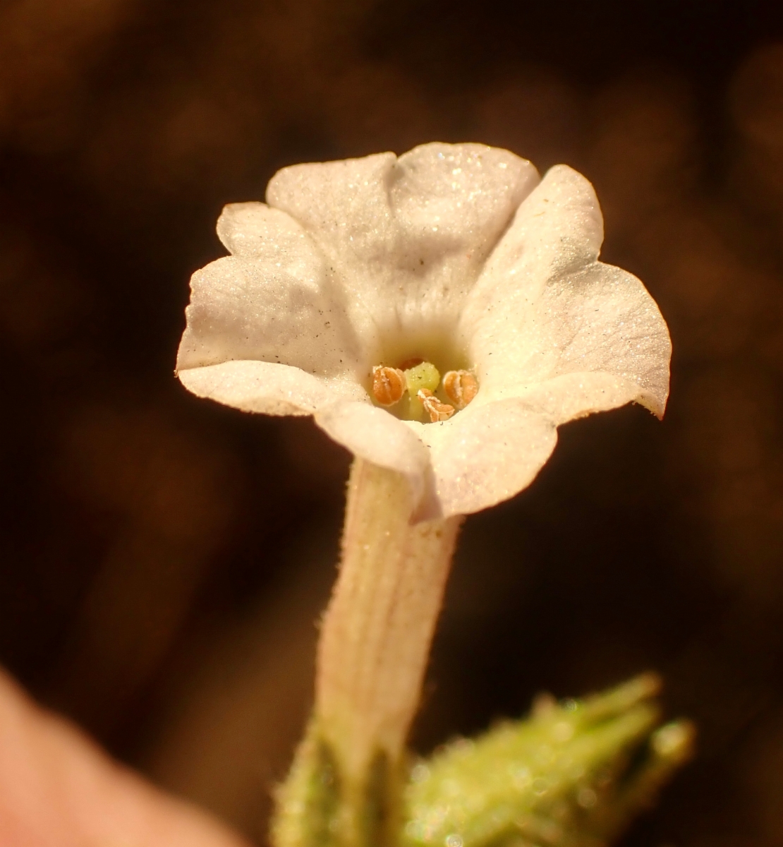 Nicotiana attenuata