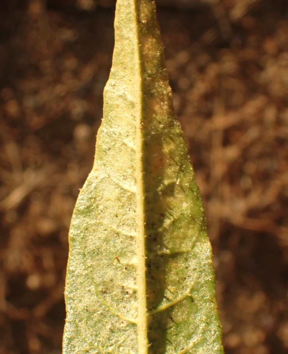 Nicotiana attenuata