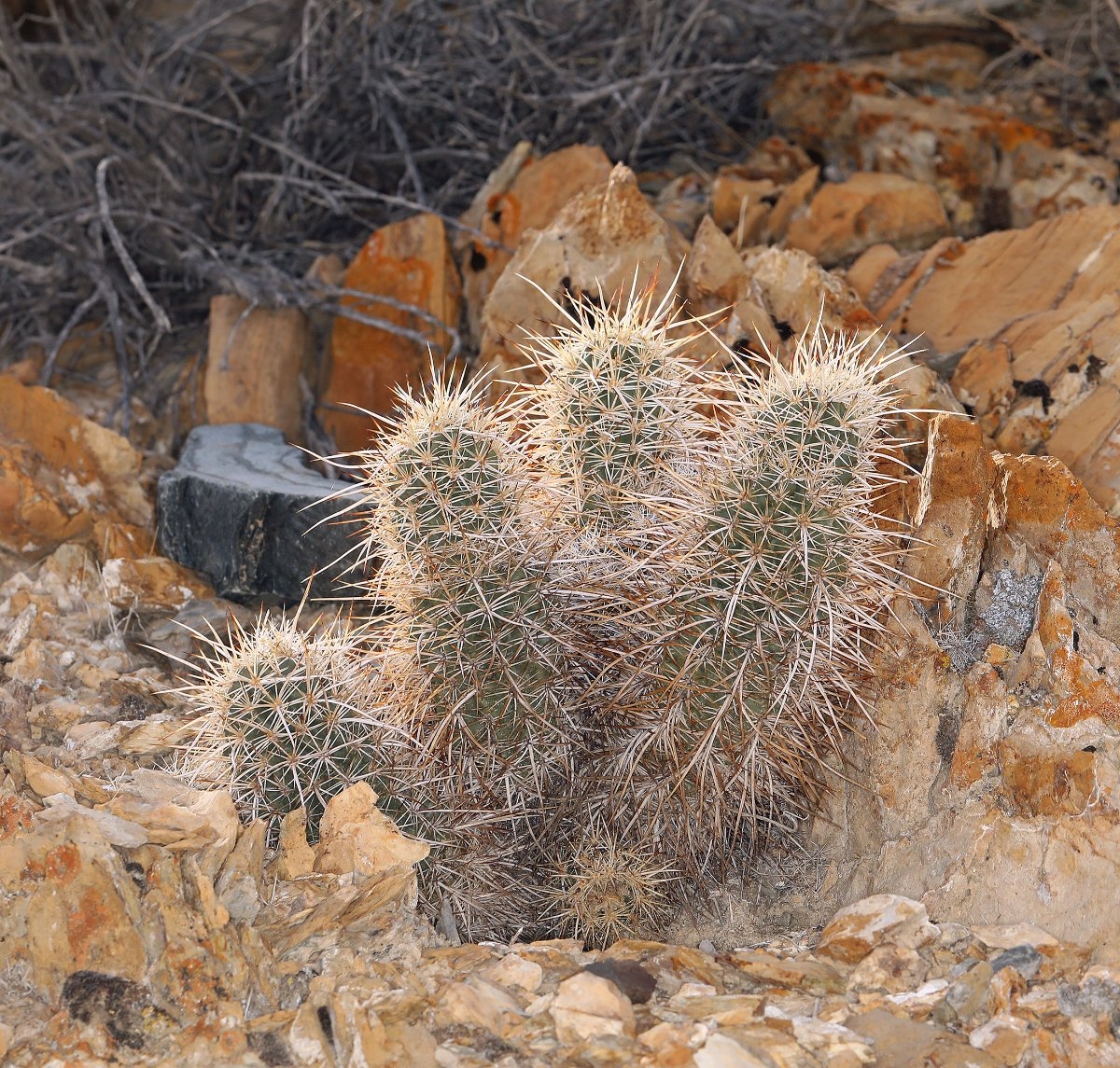 Echinocereus engelmannii var. engelmannii